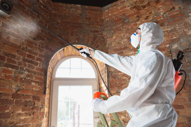 Why You Should Choose Our Mold Remediation Services in Reedsville, WI